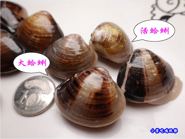 大蛤蜊-小蒙牛頂級麻辣養生鍋中壢店 (3).jpg
