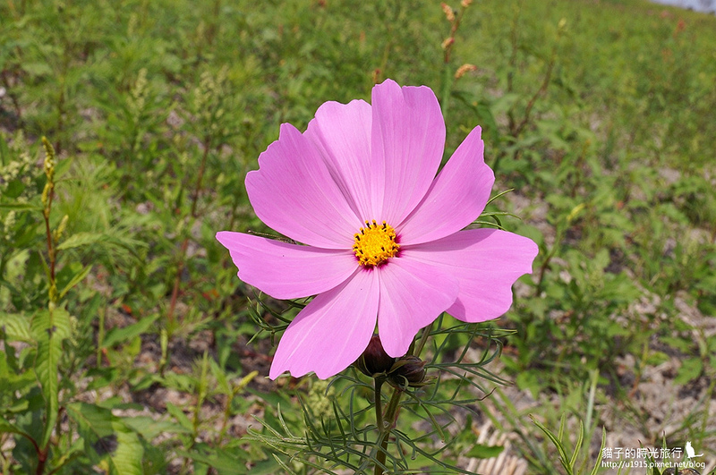 雲林縣莿桐鄉_2015莿桐花海戀戀雲林北海道