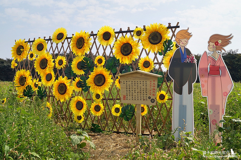 雲林縣莿桐鄉_2015莿桐花海戀戀雲林北海道