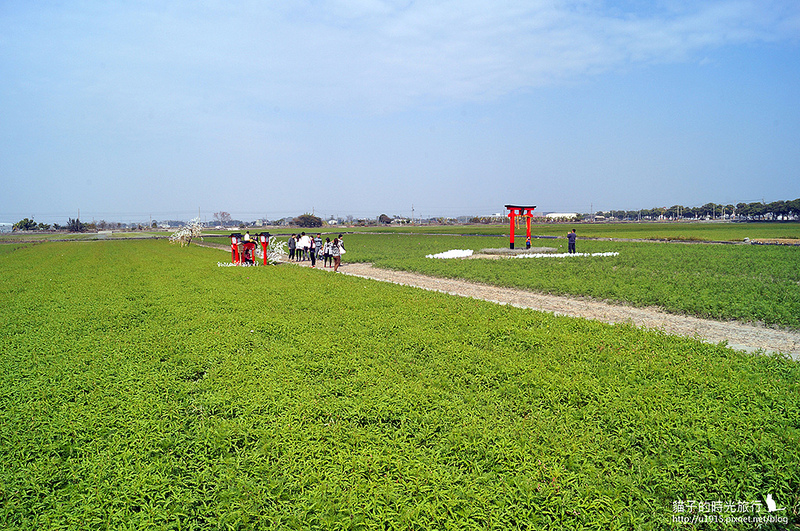 雲林縣莿桐鄉_2015莿桐花海戀戀雲林北海道