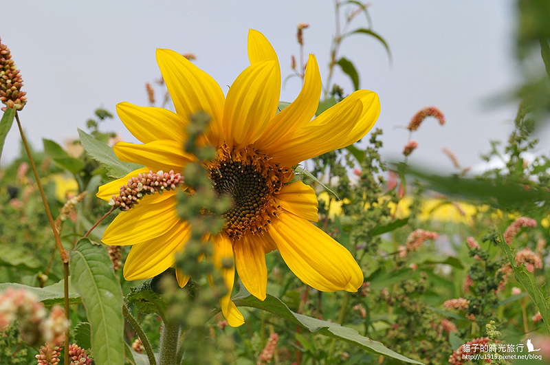 雲林縣莿桐鄉_2015莿桐花海戀戀雲林北海道