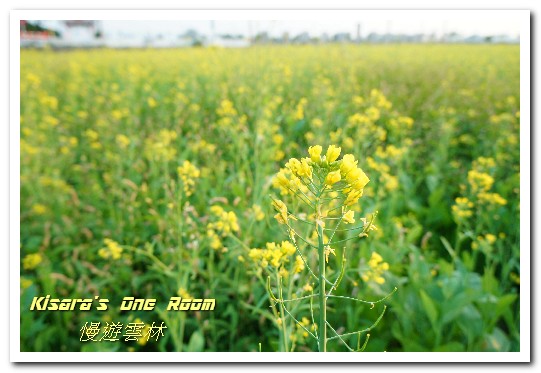 莿桐孩沙里花海：慢遊雲林．真正數大就是美──莿桐孩沙里花海