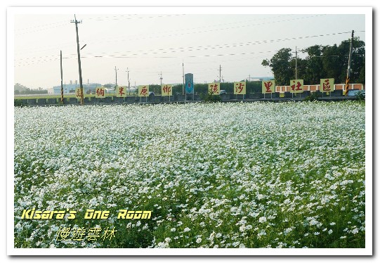 莿桐孩沙里花海：慢遊雲林．真正數大就是美──莿桐孩沙里花海