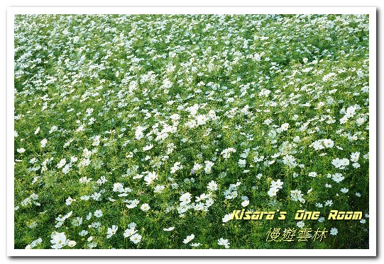 莿桐孩沙里花海：慢遊雲林．真正數大就是美──莿桐孩沙里花海