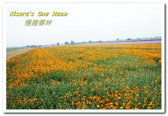 莿桐孩沙里花海：慢遊雲林．真正數大就是美──莿桐孩沙里花海