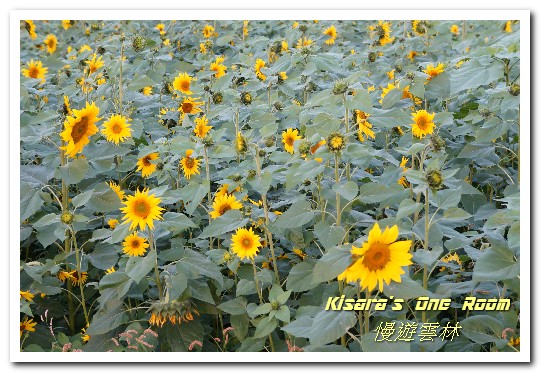 莿桐孩沙里花海：慢遊雲林．真正數大就是美──莿桐孩沙里花海