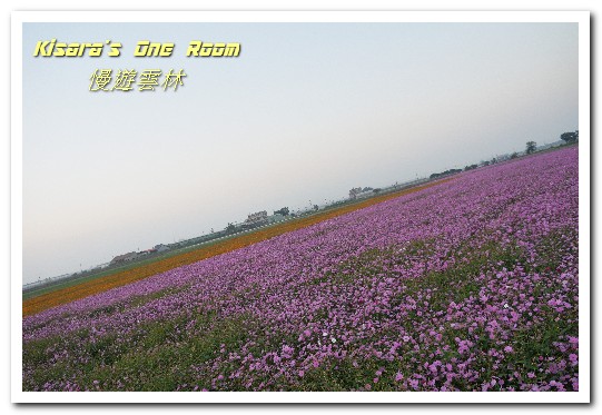 莿桐孩沙里花海：慢遊雲林．真正數大就是美──莿桐孩沙里花海