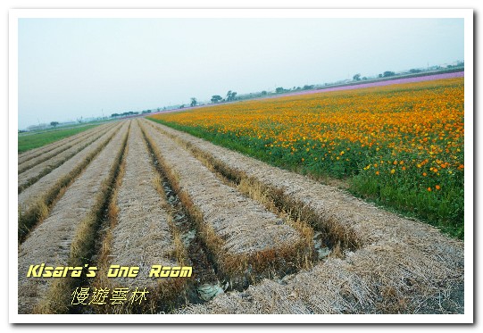 莿桐孩沙里花海：慢遊雲林．真正數大就是美──莿桐孩沙里花海