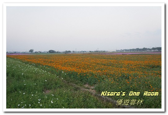 莿桐孩沙里花海：慢遊雲林．真正數大就是美──莿桐孩沙里花海