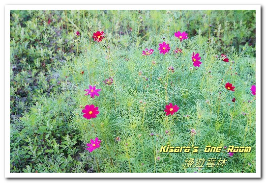 莿桐孩沙里花海：慢遊雲林．真正數大就是美──莿桐孩沙里花海