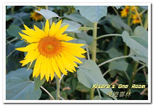 莿桐孩沙里花海：慢遊雲林．真正數大就是美──莿桐孩沙里花海