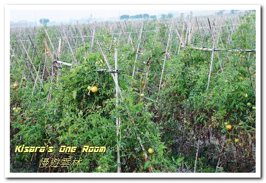 莿桐孩沙里花海：慢遊雲林．真正數大就是美──莿桐孩沙里花海