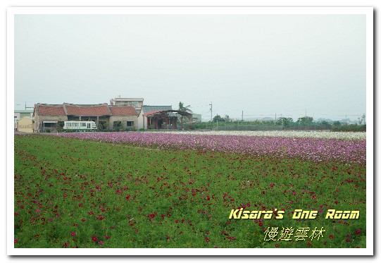 莿桐孩沙里花海：慢遊雲林．真正數大就是美──莿桐孩沙里花海