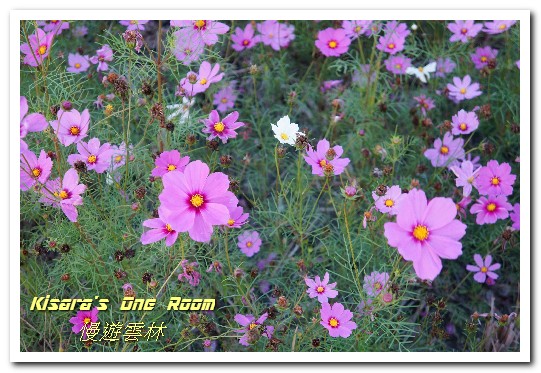 莿桐孩沙里花海：慢遊雲林．真正數大就是美──莿桐孩沙里花海