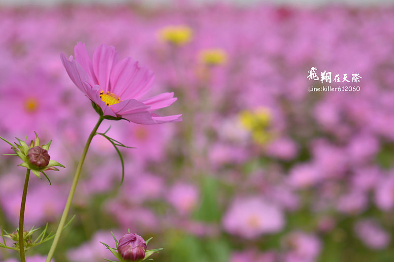 PhotoGrid_1484872164244