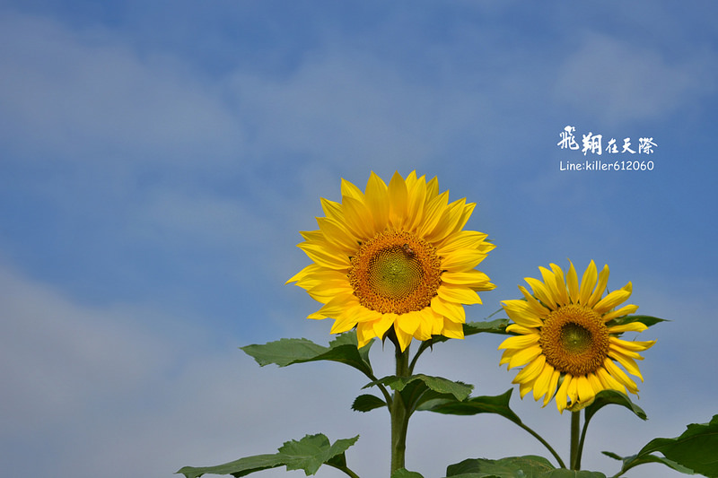 PhotoGrid_1484872190483