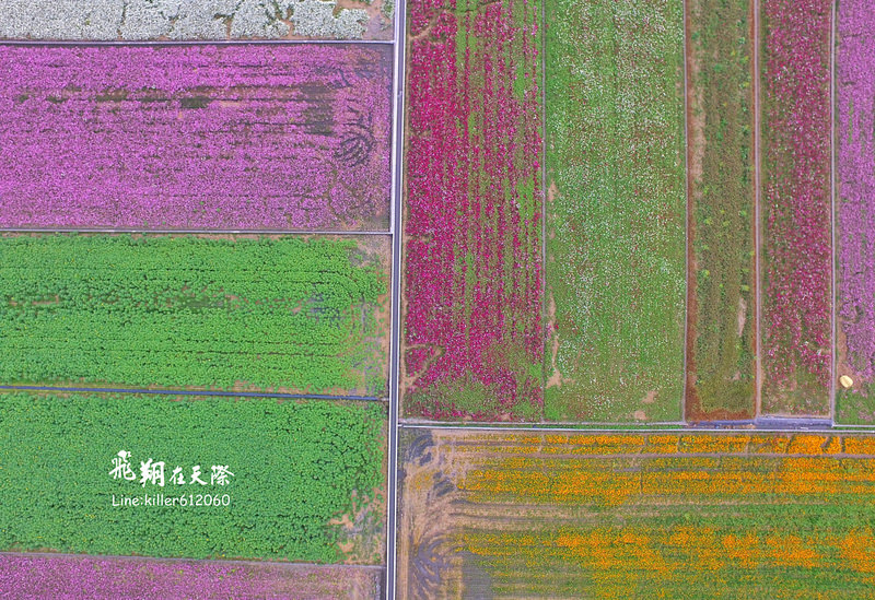 PhotoGrid_1484835983833