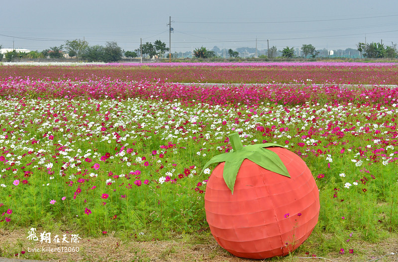 PhotoGrid_1484872101168