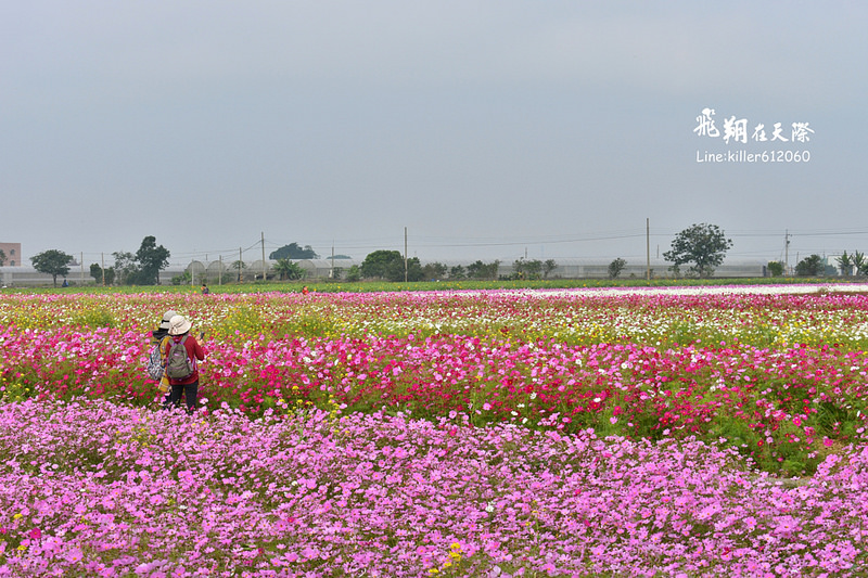 PhotoGrid_1484872121562