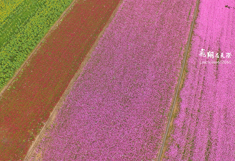 PhotoGrid_1484835794380