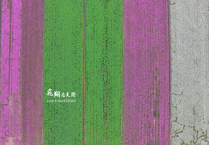 PhotoGrid_1484835882950