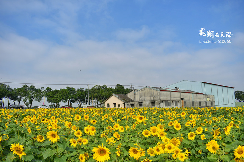 PhotoGrid_1484872206659