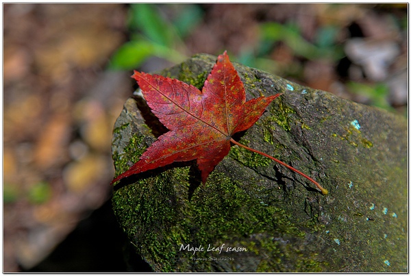 IMG_0491-1 IMG_0491-1