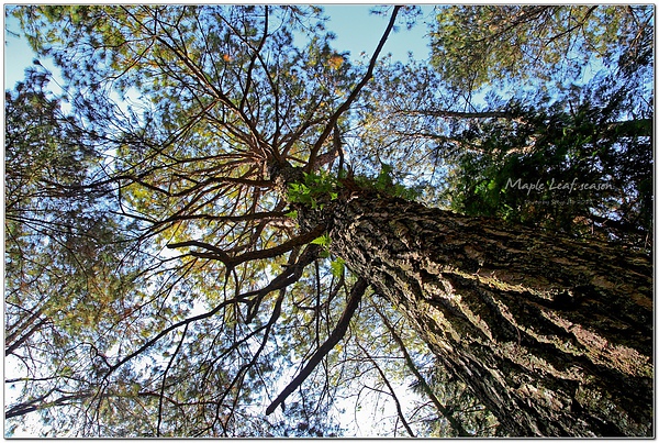 IMG_0580-1 IMG_0580-1