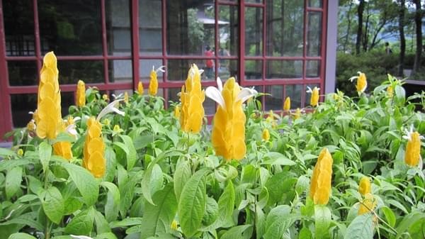 黃金博物館：金瓜石淘金去～黃金博物館、金瓜石神社