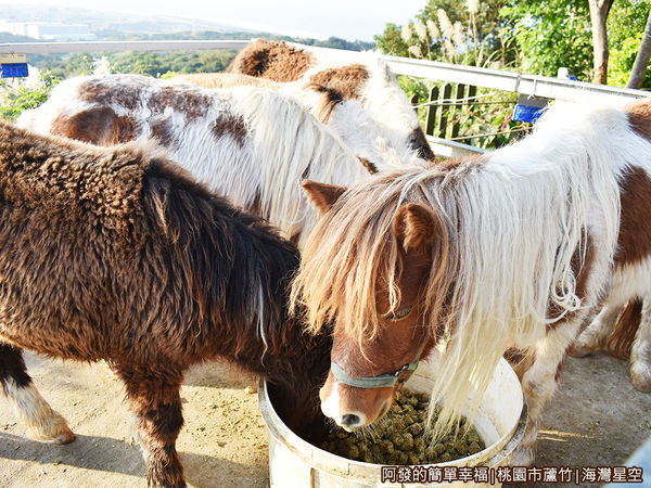 海灣星空16-迷你馬.JPG