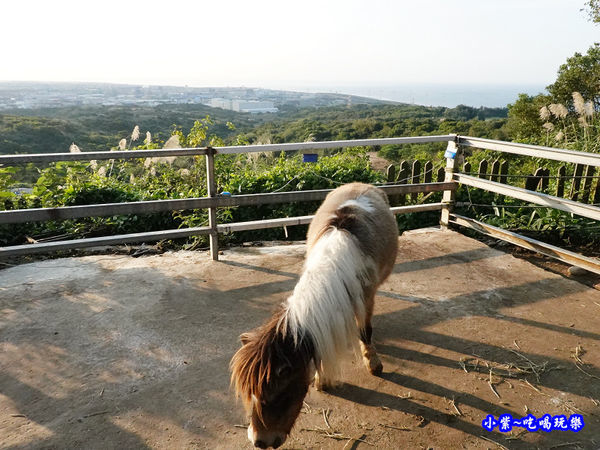 迷你馬-海灣星空景觀咖啡館 (1).jpg