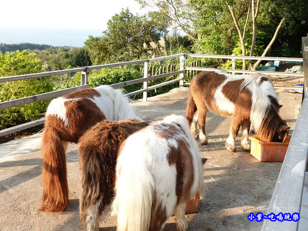 迷你馬-海灣星空景觀咖啡館 (2).jpg
