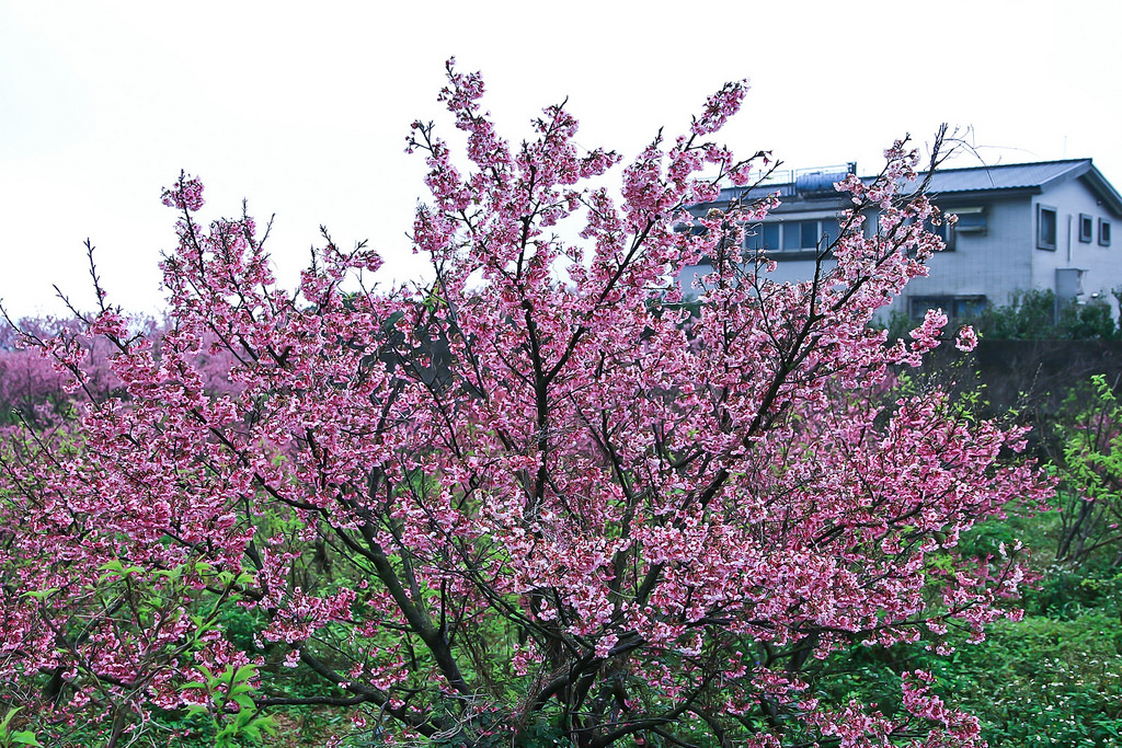 平菁街20180122_180122_0019