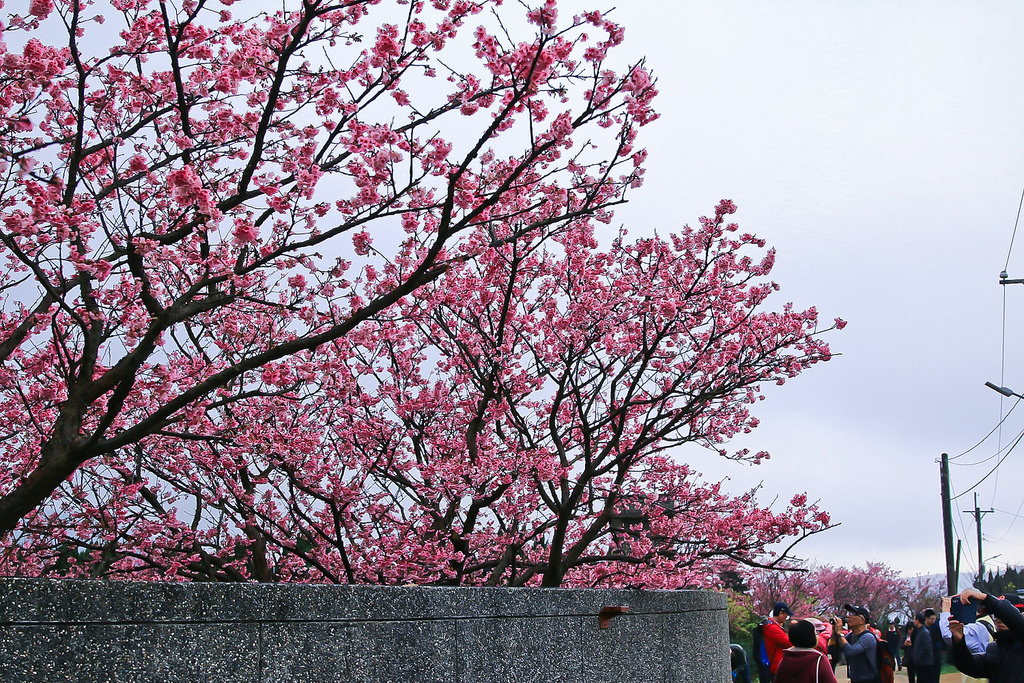 平菁街20180122_180122_0014