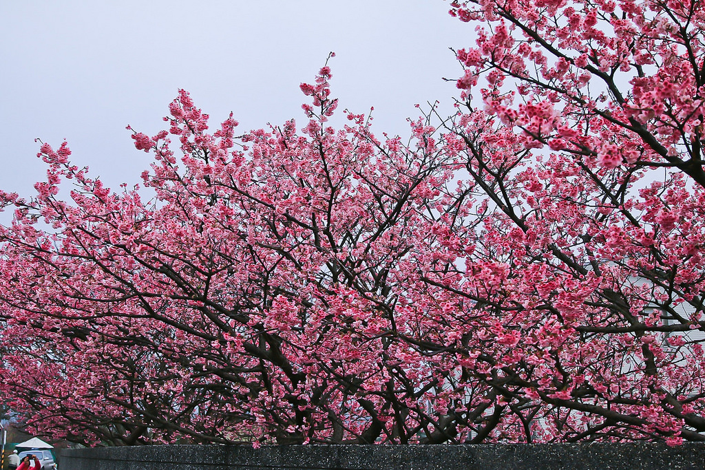 平菁街20180122_180122_0013