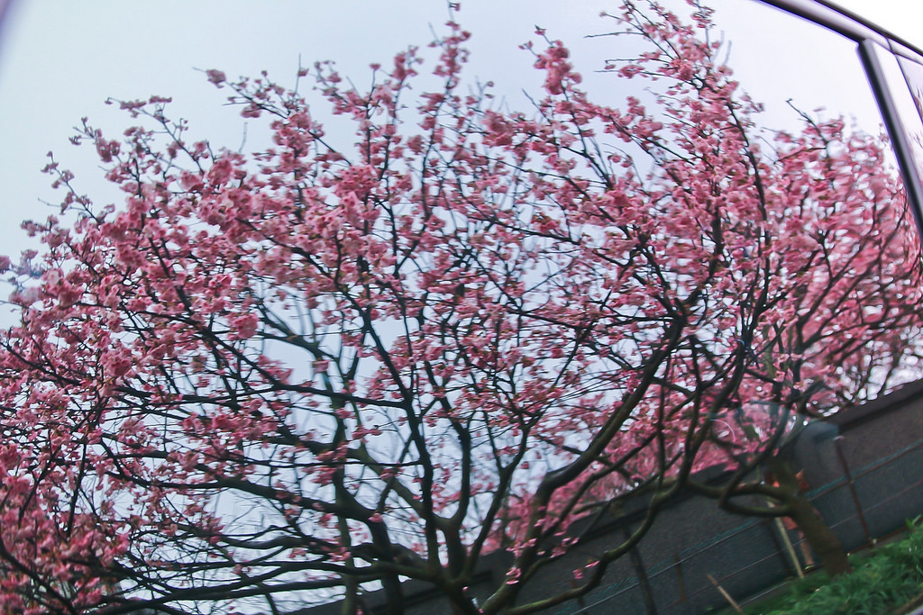 平菁街20180122_180122_0008