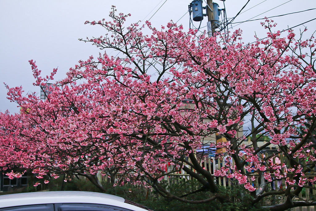 平菁街20180122_180122_0025