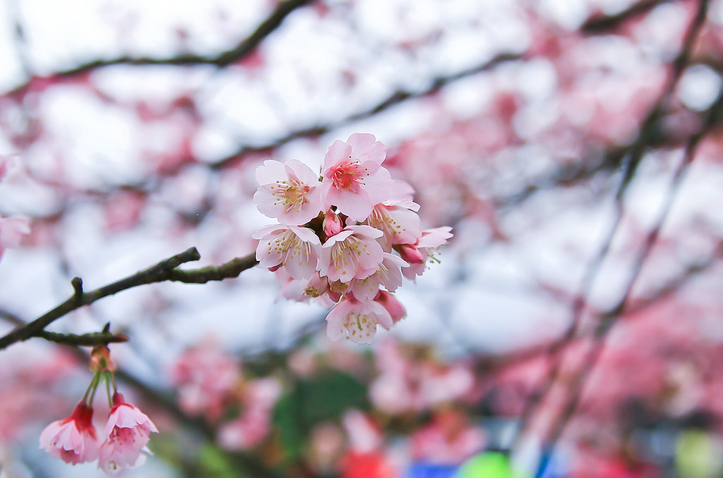 平菁街20180122_180122_0007