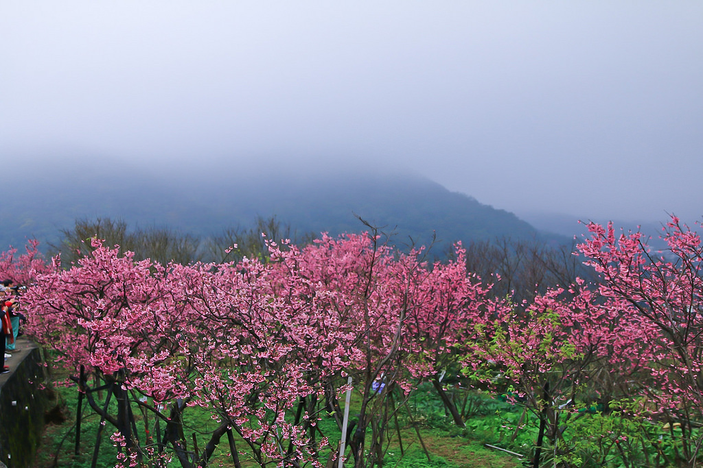 平菁街20180122_180122_0028
