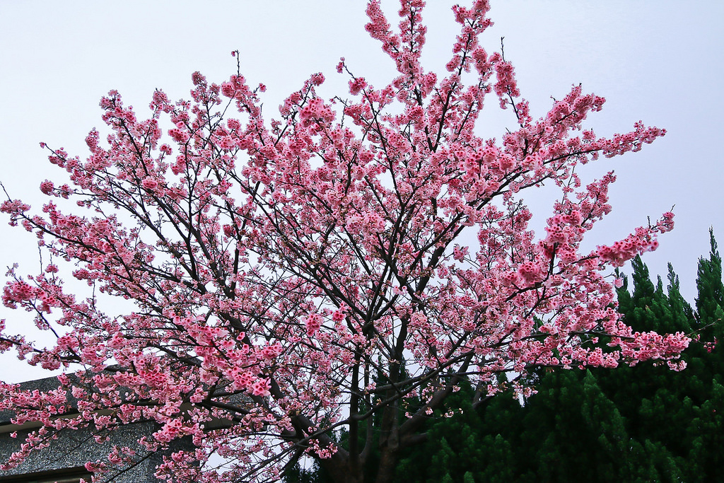 平菁街20180122_180122_0011