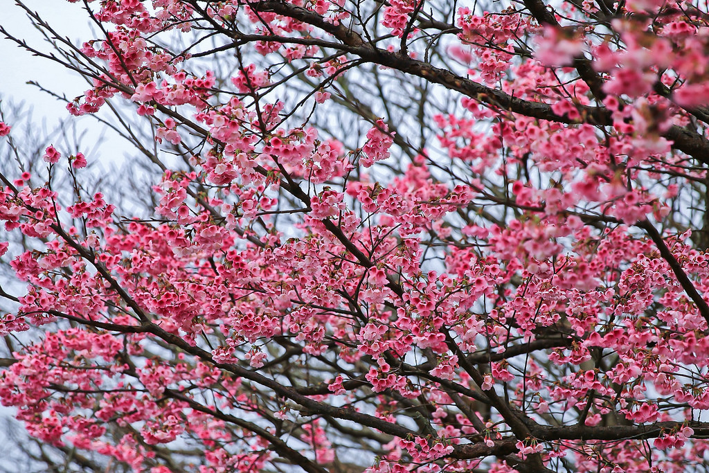 平菁街20180122_180122_0017
