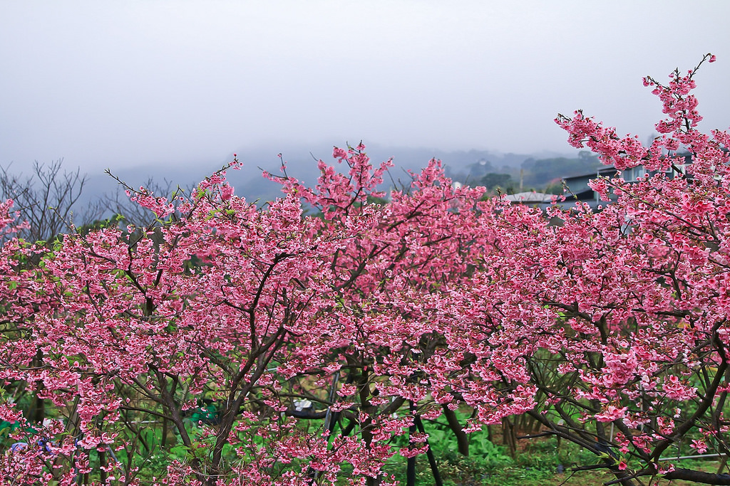平菁街20180122_180122_0026