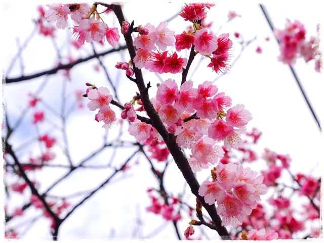 陽明山平菁街42巷