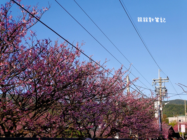 陽明山平菁街42巷賞寒櫻