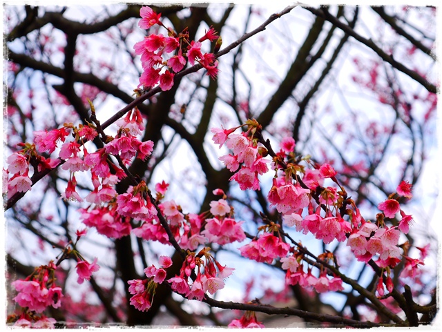 陽明山平菁街42巷