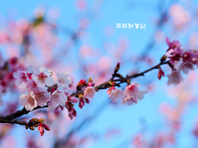 陽明山平菁街42巷賞寒櫻