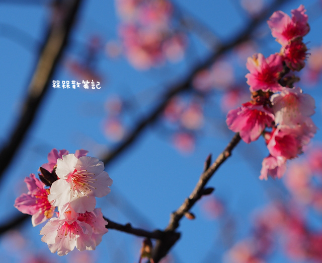 陽明山平菁街42巷賞寒櫻