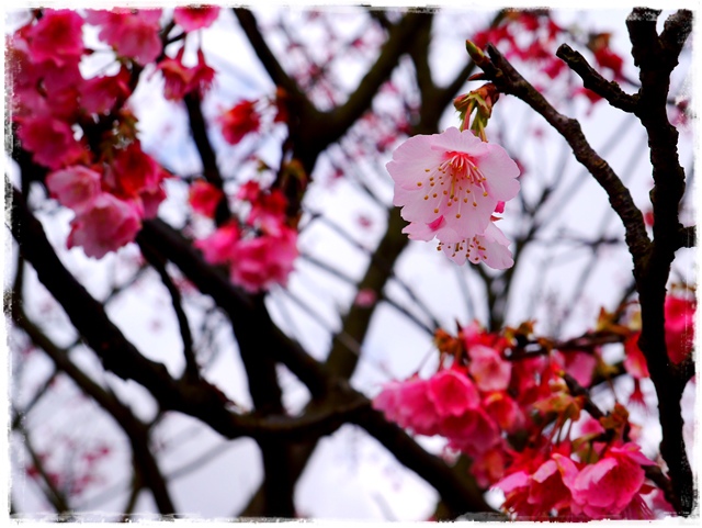 陽明山平菁街42巷