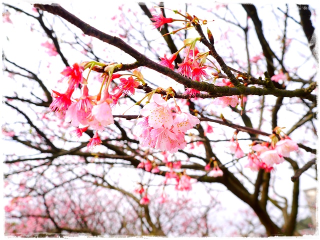 陽明山平菁街42巷