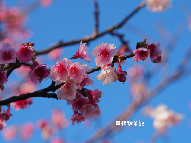 陽明山平菁街42巷賞寒櫻